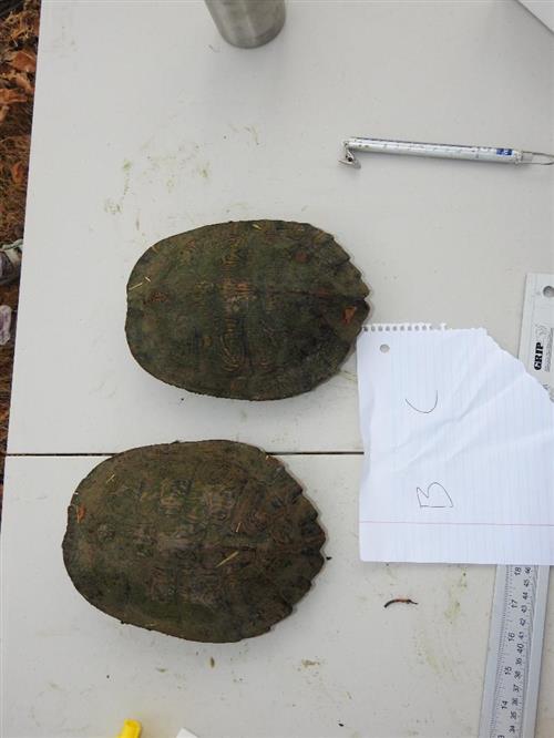turtle8 