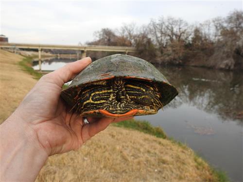 turtle9 