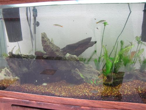 tank with fish 1 