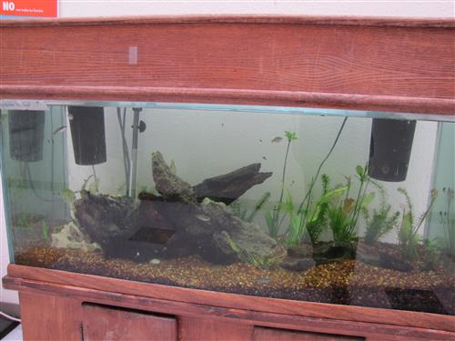 tank with fish 2 
