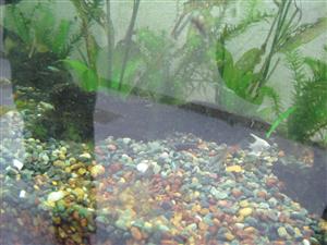 plants and little fish 