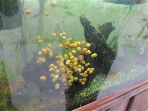 snails going in tank 