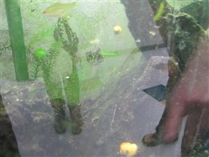 neon tetras 