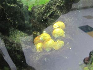 snails on rock 