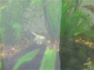 plants and fish 