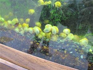 snails attaching 