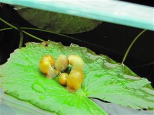 snails on leaf 
